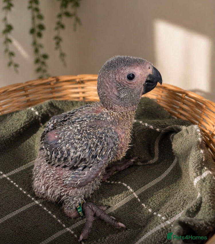 Parrots birds Hand reared Baby African Grey Parrot - Advert 4