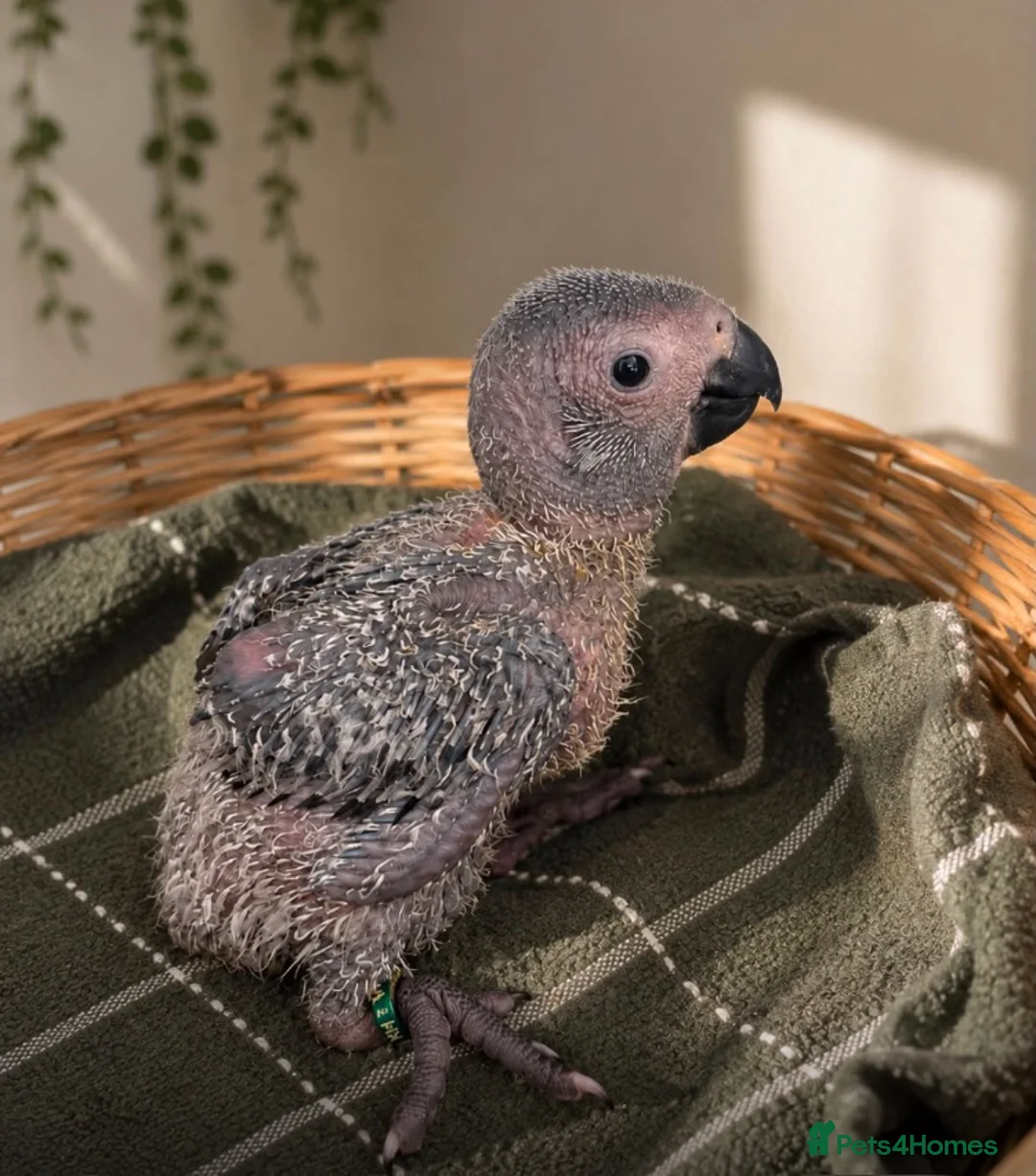 Parrots birds for sale: Hand reared Baby African Grey Parrot in Chatham - Advert 1