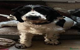 Cocker Spaniel dogs for sale: 18 month old cocker spaniel - Image 2