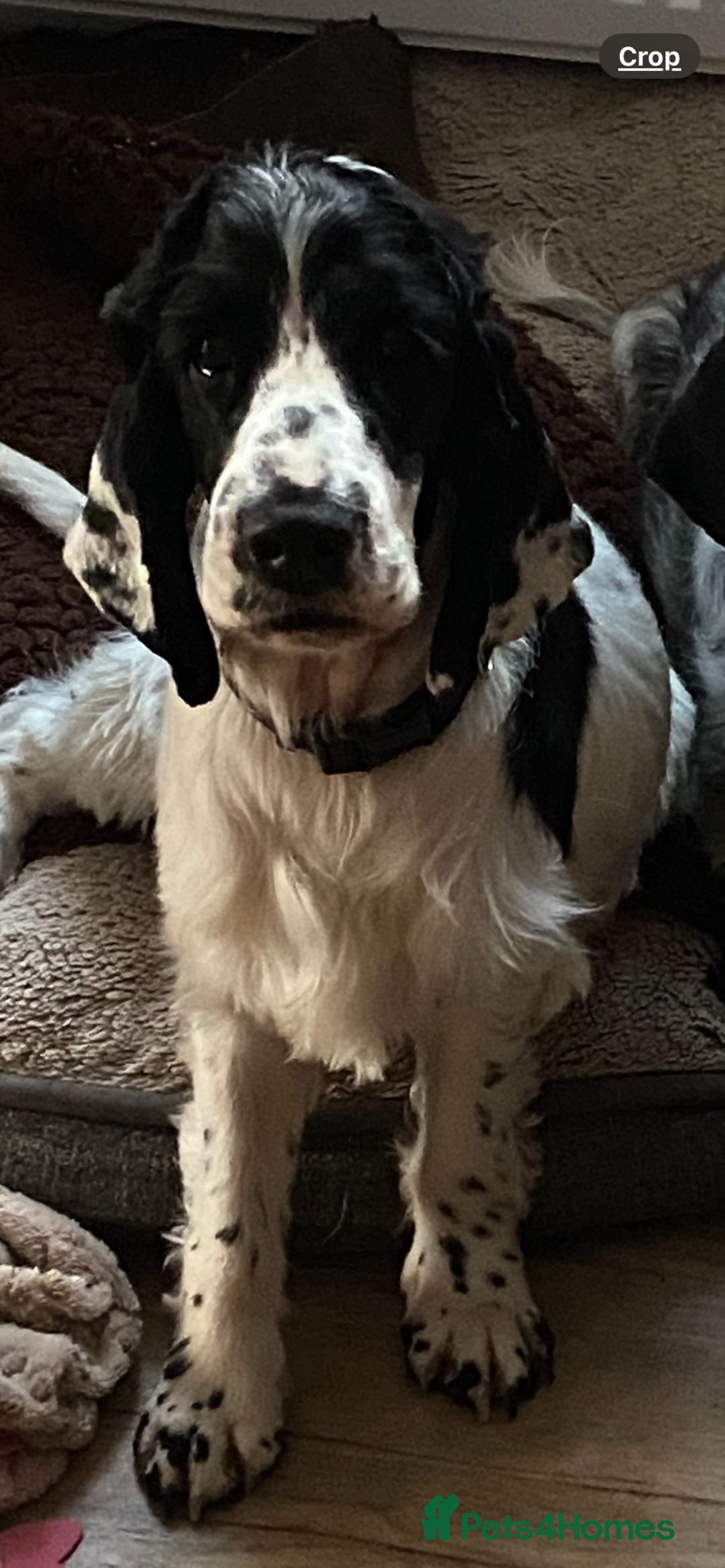 Cocker Spaniel dogs for sale: 18 month old cocker spaniel - Image 2