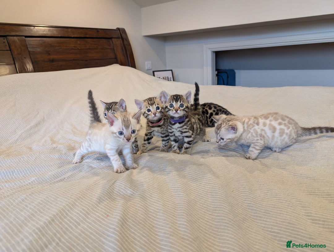 Bengal cats for sale: 🖤🤎 Gorgeous Bengal Kittens 🤎🖤 - Image 28