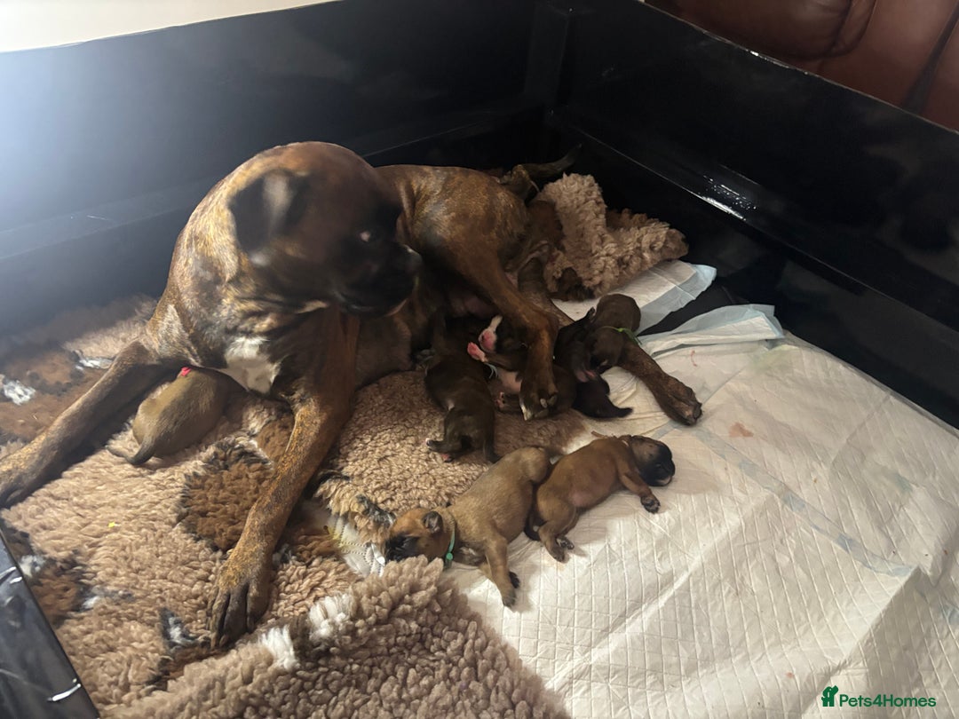 Boxer dogs for stud: Fully Health tested euro / kc reg Boxsanuk Gelso  in Newcastle upon Tyne - Advert 30