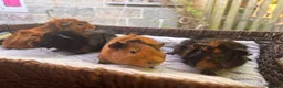 Guinea Pig rodents for sale: 4 beautiful boy guinea pigs  - Advert 6