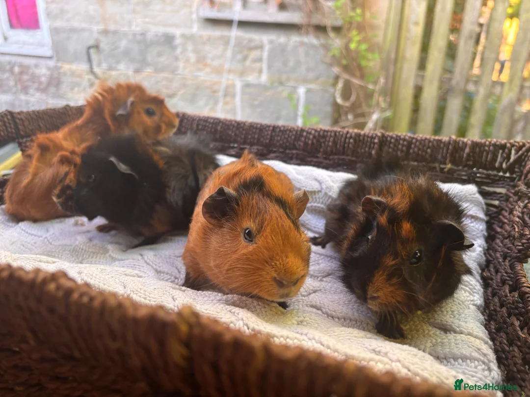Guinea Pig rodents for sale: 4 beautiful boy guinea pigs  - Advert 6