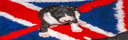 English Bull Terrier dogs for sale: Stunning English Bull Terrier puppies - Advert 2