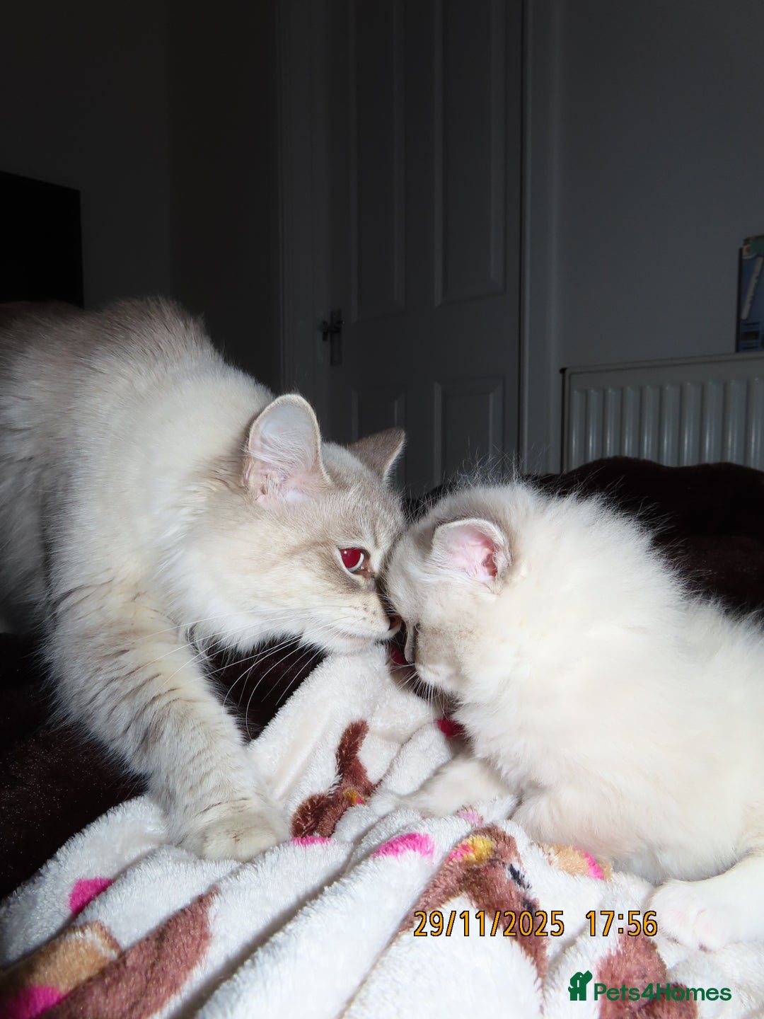 Siberian cats for sale: Little Fluffy Hypoallergenic Siberian Babies 🐾 - Advert 10