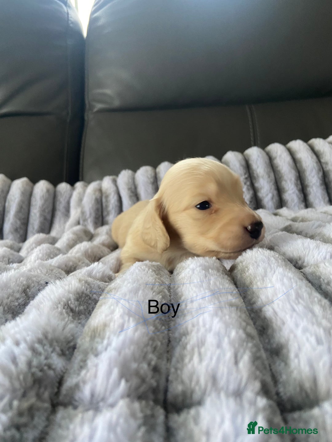 Dachshund dogs for sale: kC Longhair dachshunds  - Advert 2