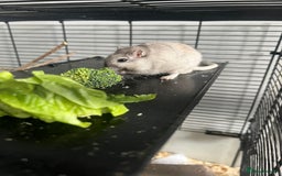 Gerbil rodents for sale: 2 Male Gerbils  - Image 1