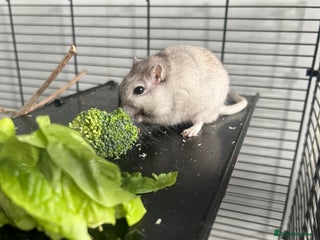 Gerbil rodents - Advert 2