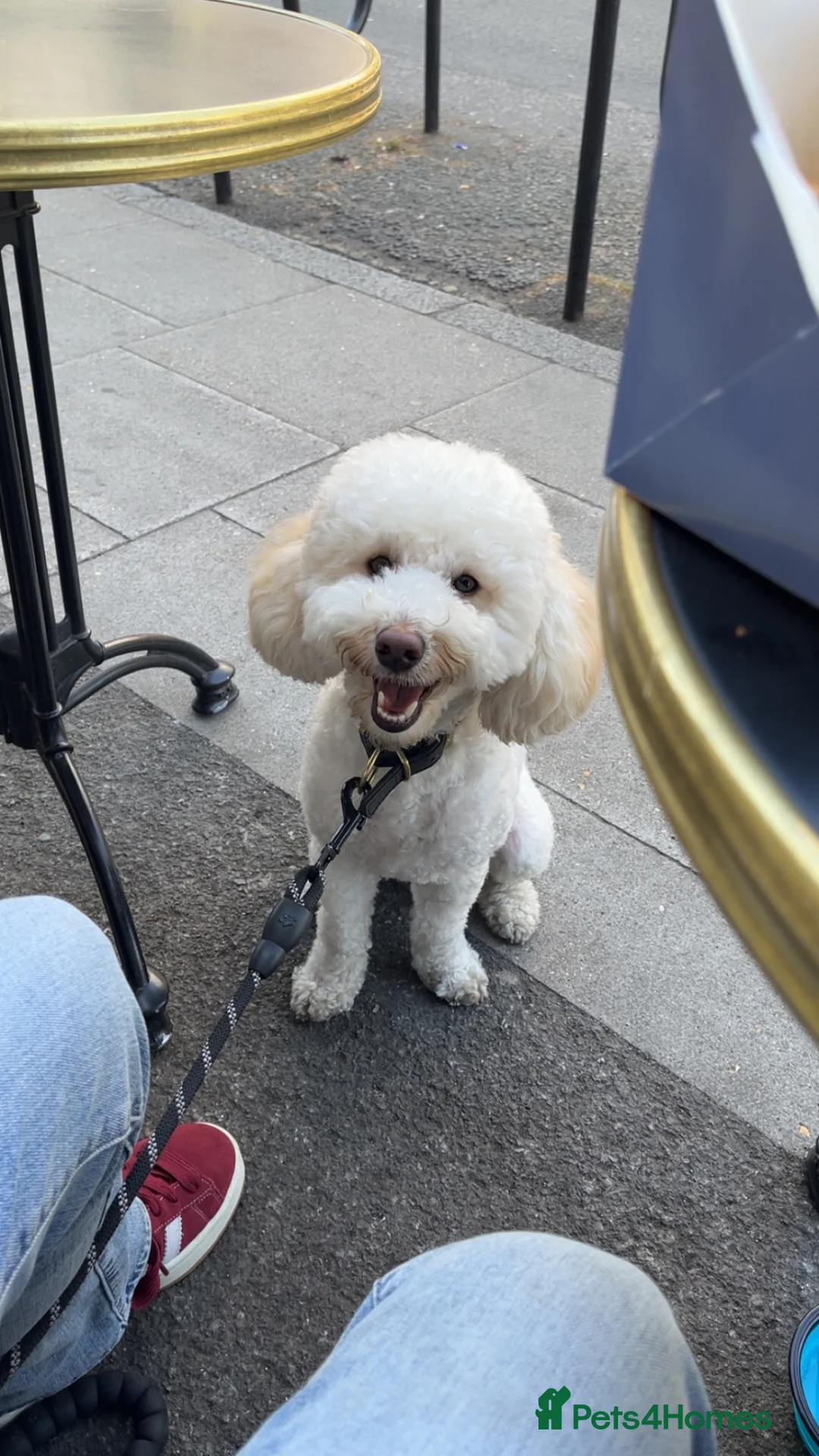 Miniature Poodle dogs for sale: 1 1/2 year old Boy Mini Poodle in Edgware - Advert 2