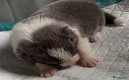 Border Collie dogs for sale:  Long Haired KC Reg Border Collie puppies for sale - Image 23