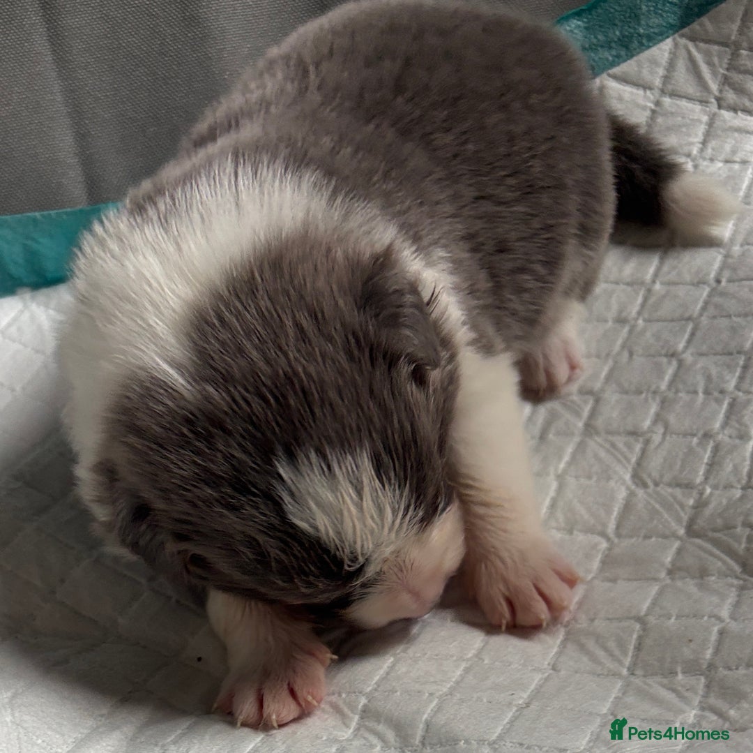 Border Collie dogs for sale:  Long Haired KC Reg Border Collie puppies for sale - Image 23