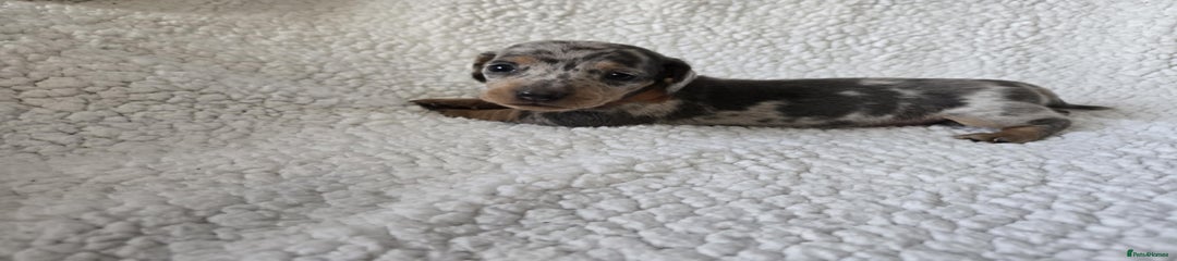 Miniature Dachshund Puppy 8