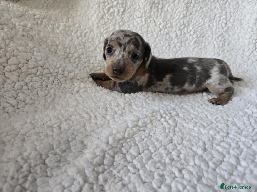 Miniature Dachshund dogs for sale: Miniature dachshund puppies kc reg  - Image 9