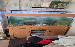 Koi Carp fish for sale: Fish tank and fish - Advert 1