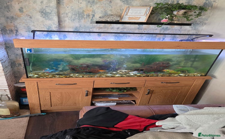 Koi Carp fish Fish tank and fish - Advert 1