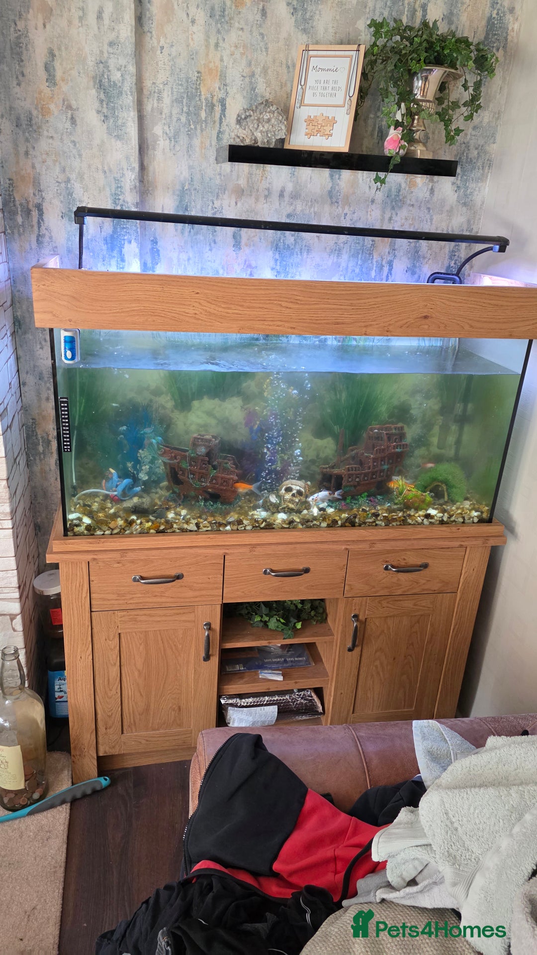 Koi Carp fish for sale: Fish tank and fish - Advert 1