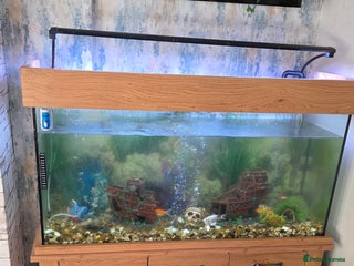 Koi Carp fish Fish tank and fish - Advert 1