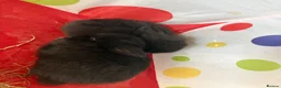 Mini Lion Lop rabbits for sale: 3x boy bunnies pure black  - Advert 4
