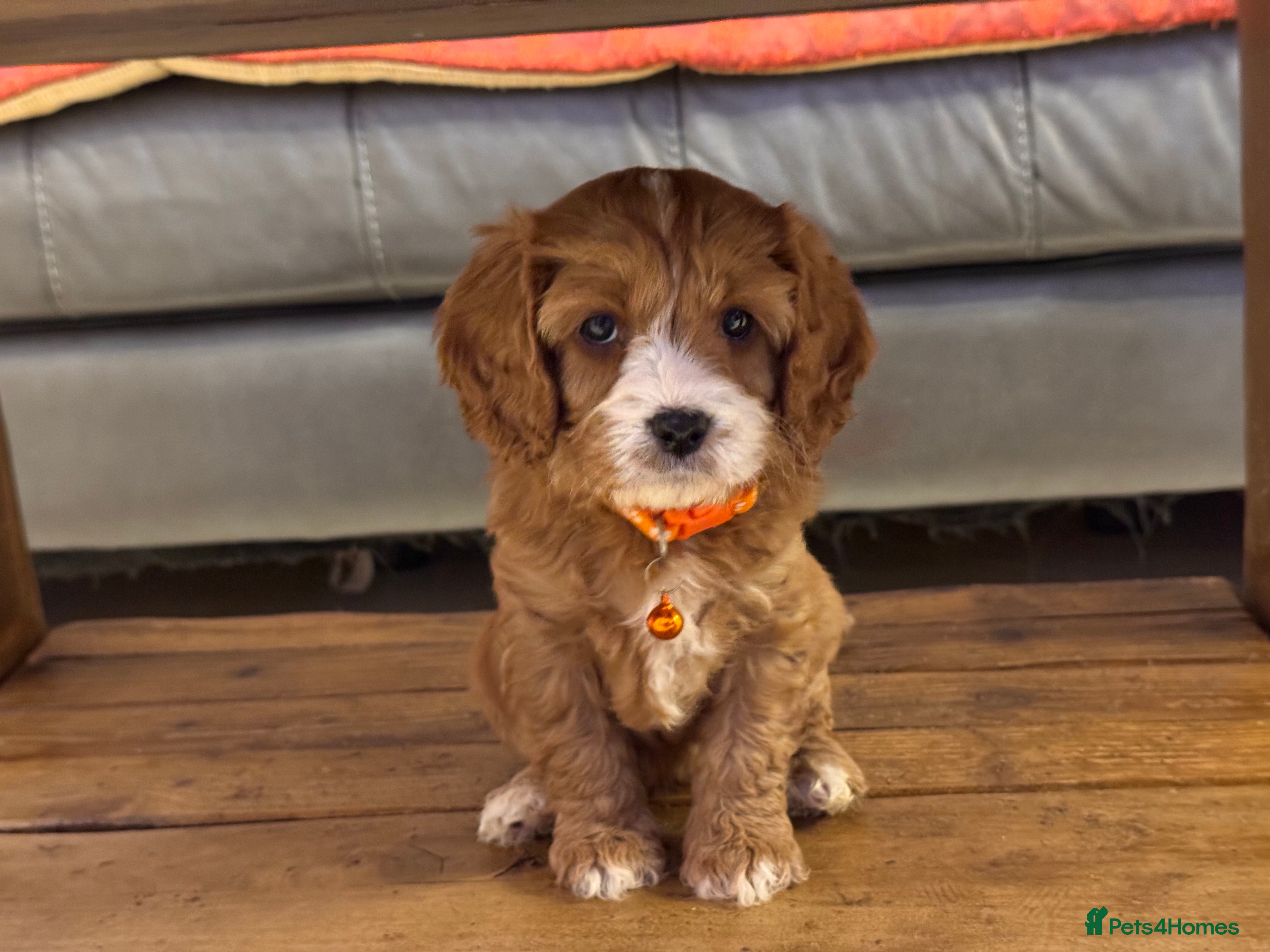 Cavapoo dogs Cavapoo Puppies-Perfect Family Companions - Advert 13