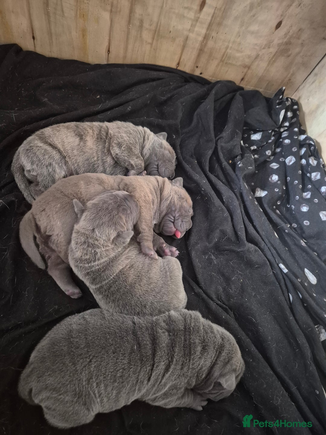 Mixed Breed dogs for sale: Cane corso x shar pei  - Image 10