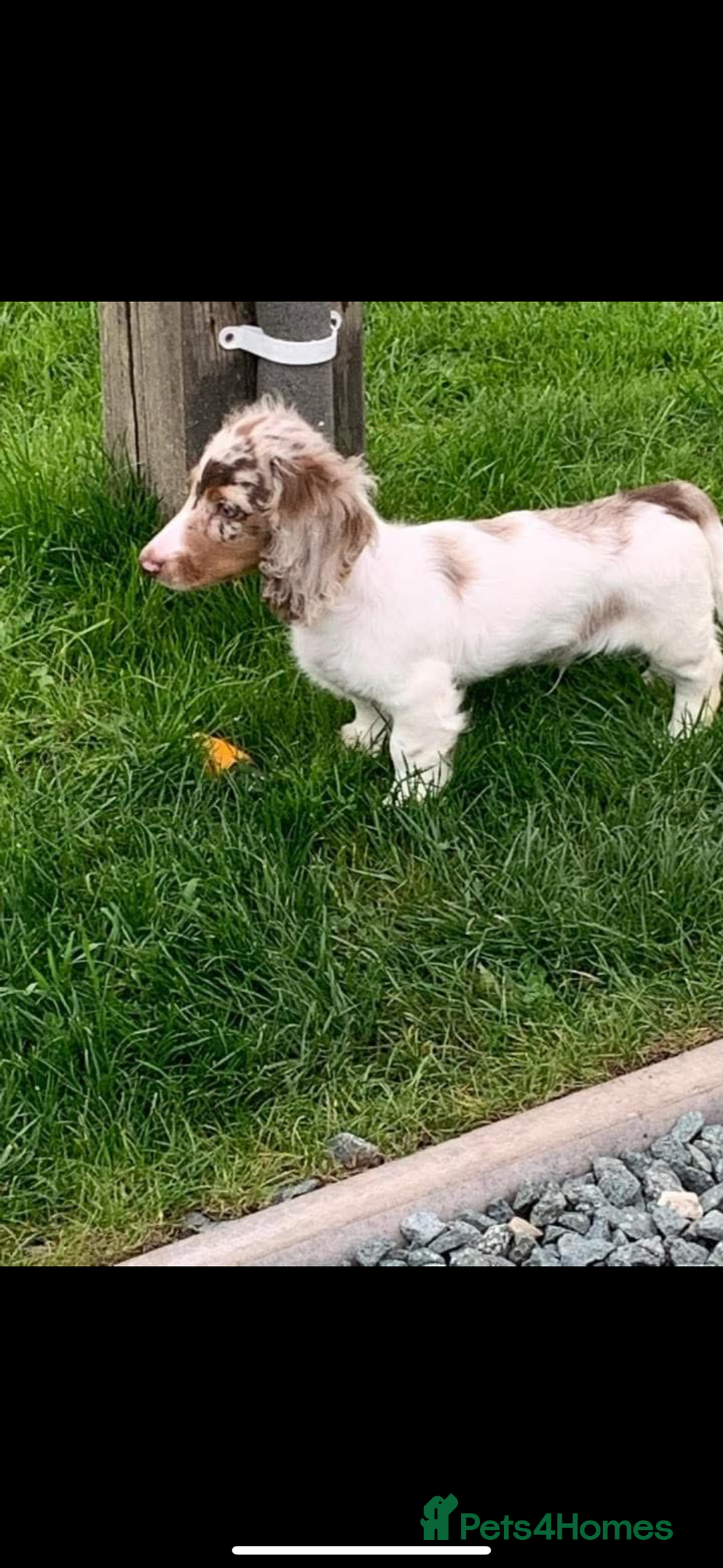 Dachshund dogs for sale: Miniature long haired dachshunds - Advert 15