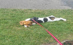 Beagle dogs for sale: Beagle pup  - Image 1