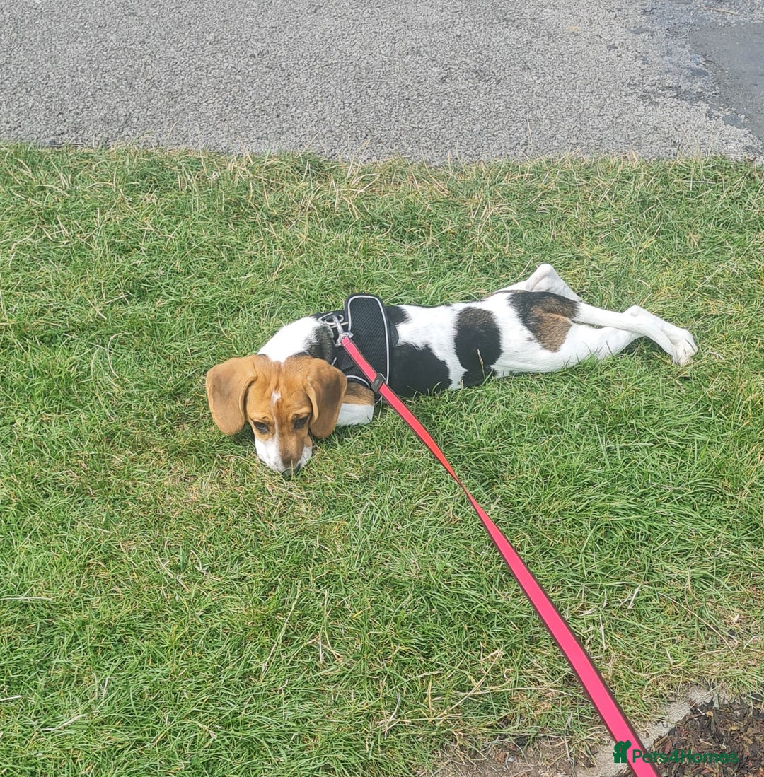 Beagle dogs for sale: Beagle pup  - Image 1