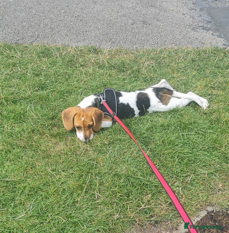 Beagle dogs - Advert 1