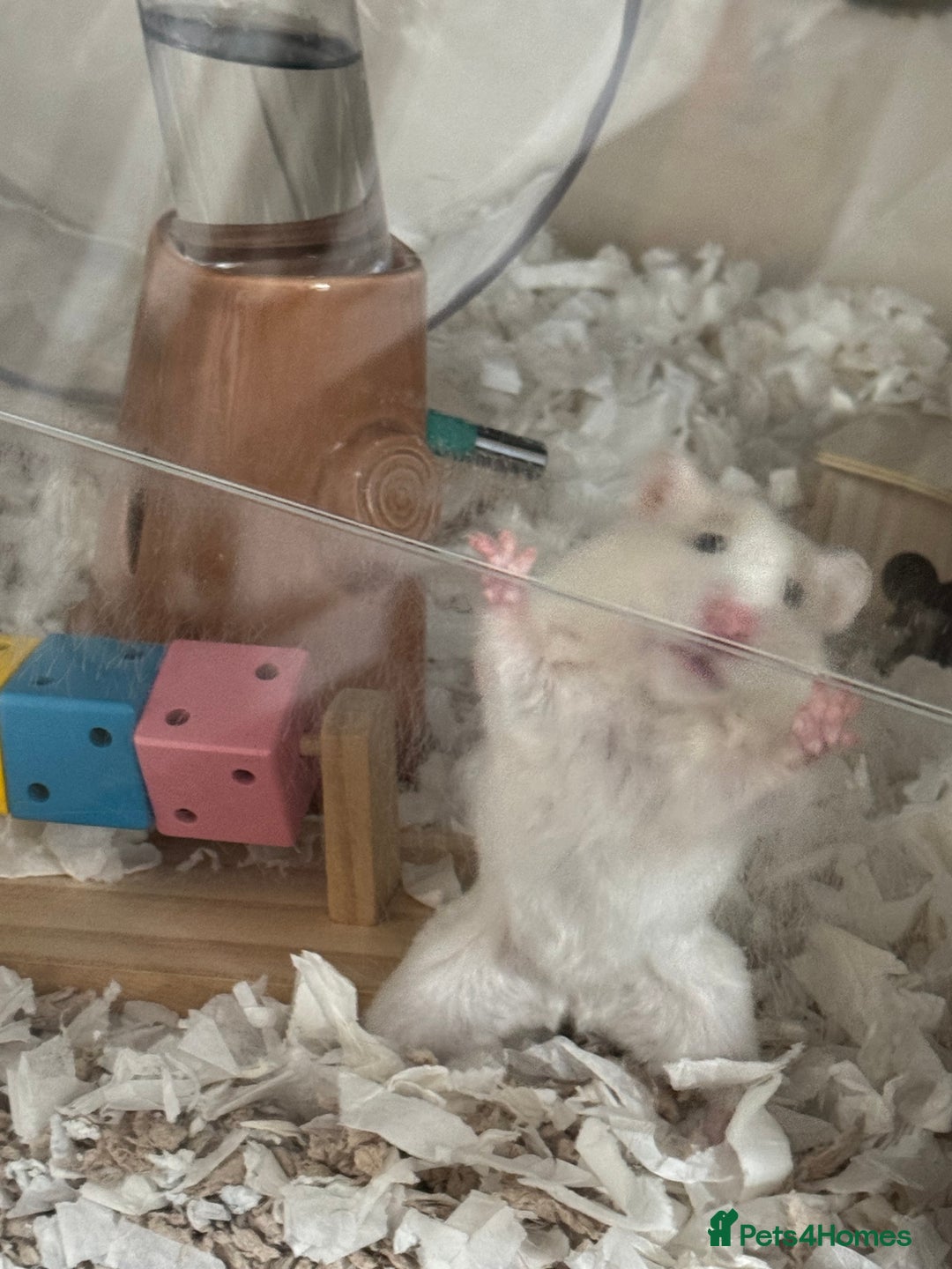 Hamster rodents for sale: Female White Syrian Hamster - Image 2