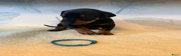 Dobermann dogs for sale: Exceptional KC Dobermann Puppies - Advert 7