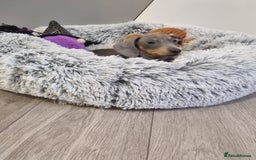Dachshund dogs for sale: 🩷lovely Dachshund Puppy’s Ready For New homes🩷 - Advert 4