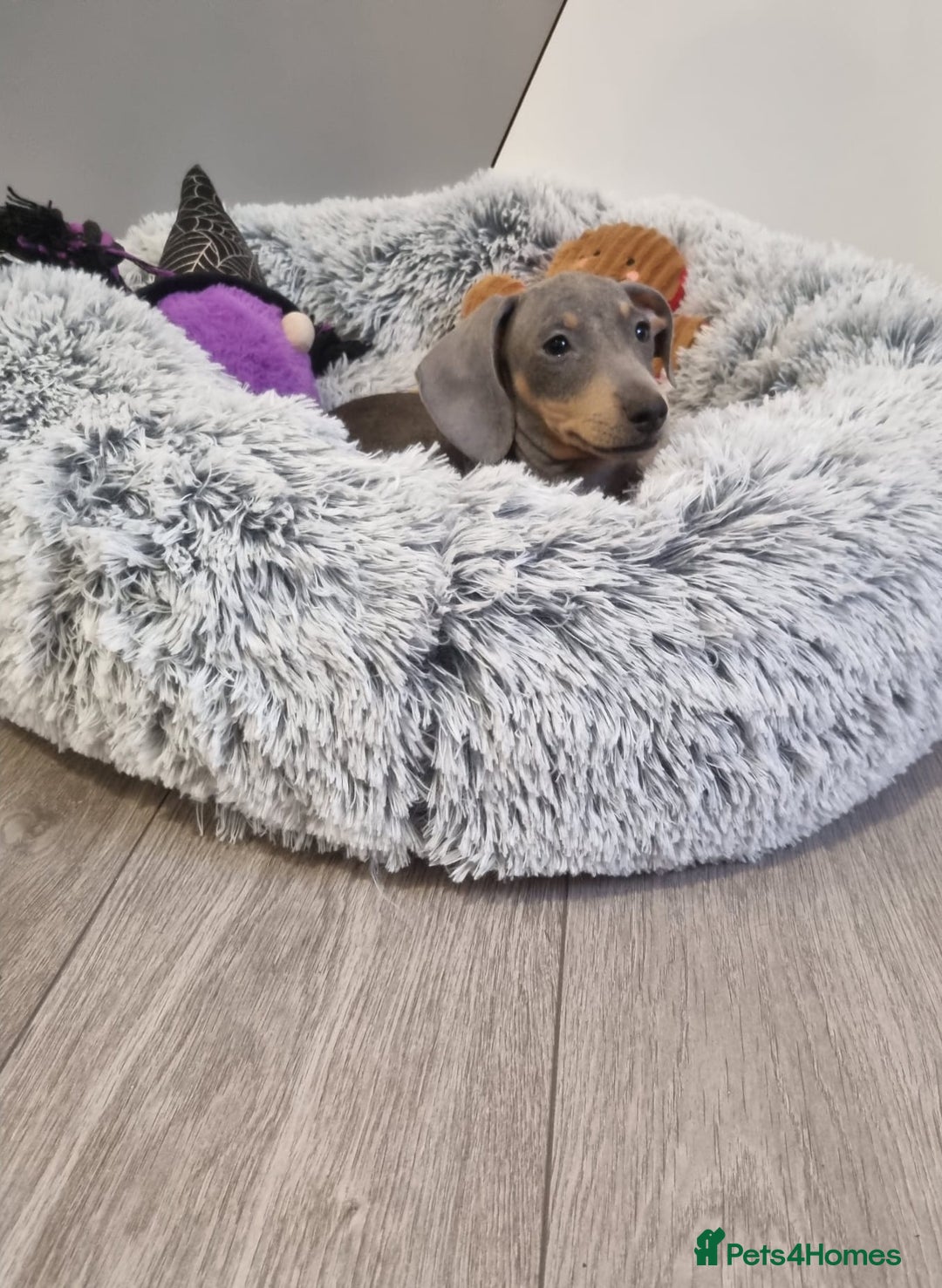 Dachshund dogs for sale: 🩷lovely Dachshund Puppy’s Ready For New homes🩷 - Advert 4