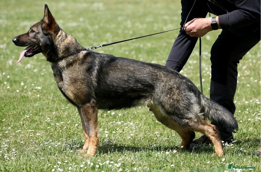 German Shepherd dogs for sale: **TOP WORKING LINE GERMAN SHEPHERD PUPPY** - Advert 2