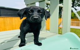 Labrador Retriever dogs for sale: KC Registered Labrador Babies 🐾🐾🐾 - Image 10