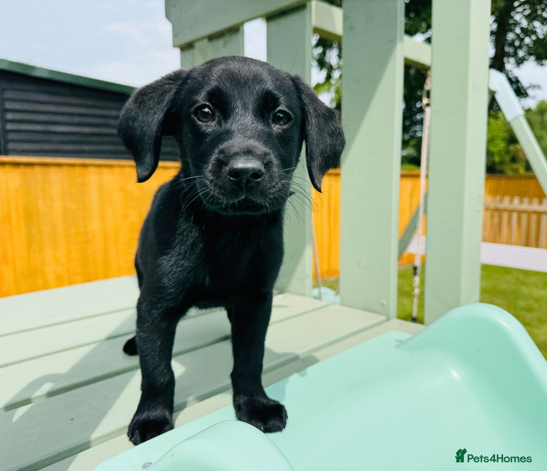 Labrador Retriever dogs for sale: KC Registered Labrador Babies 🐾🐾🐾 - Image 10