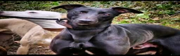 Whippet dogs for sale: 1 KC registered whippet puppy left - Advert 11