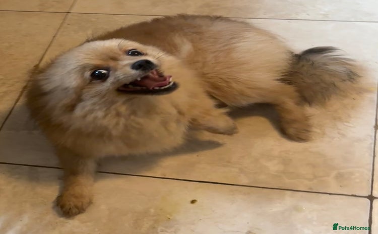 Pomeranian dogs - Advert 4