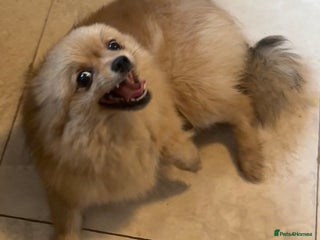 Pomeranian dogs for sale - Advert 1