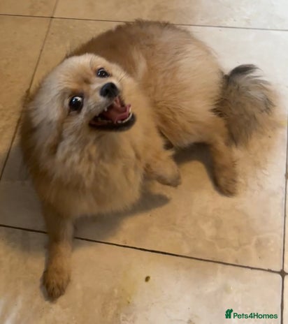 Pomeranian dogs - Advert 1