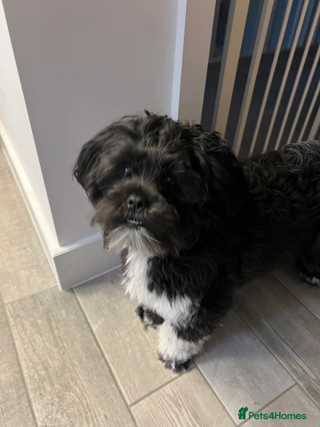 Lhasa Apso dogs for sale: 🐾 Beautiful 1-Year-Old Black Male Lhasa Apso 🐾 - Advert 1