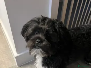 Lhasa Apso dogs 🐾 Beautiful 1-Year-Old Black Male Lhasa Apso 🐾 - Advert 2