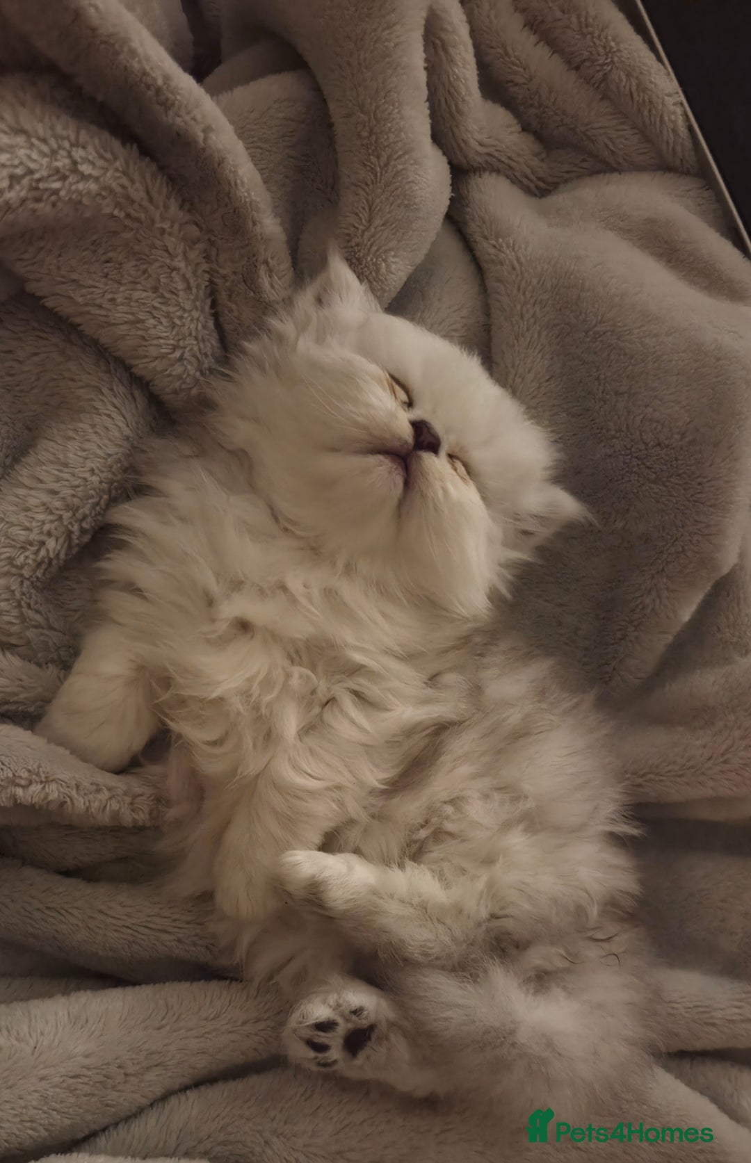 Persian cats for sale: Silvertip Chinchilla Persian- Boy & Girl Available - Advert 22