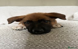 German Shepherd dogs for sale: BEAUTIFUL ALERT PUPS - Image 4