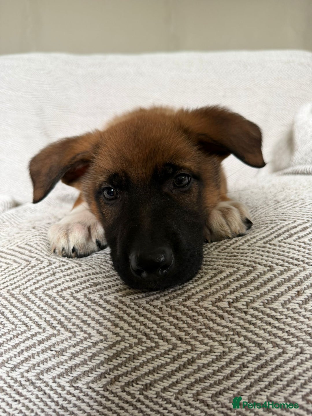 German Shepherd dogs for sale: BEAUTIFUL ALERT PUPS - Image 4