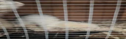 Ferret rodents for sale: 2 male ferrets for sale - Advert 4