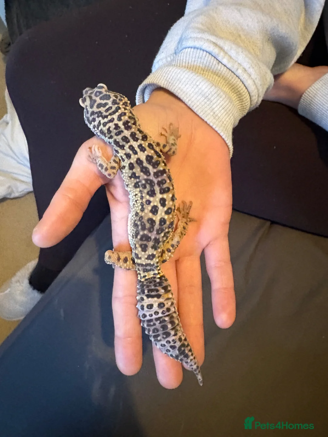 Leopard Gecko reptiles for sale: Female leopard gecko  - Advert 1