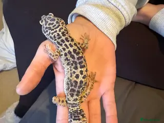 Leopard Gecko reptiles Female leopard gecko - Advert 11