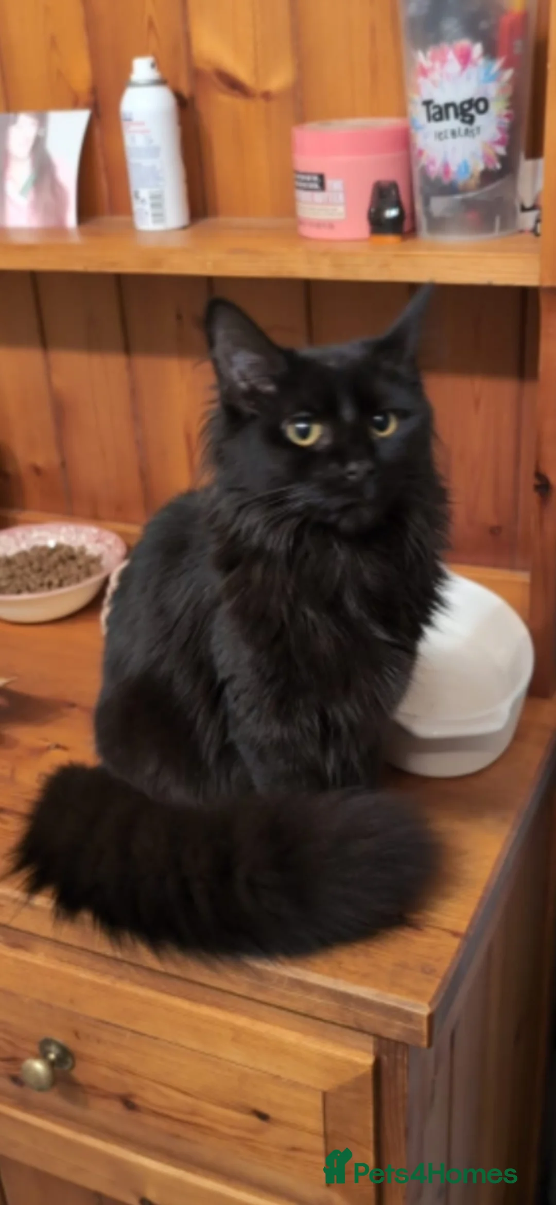 Maine Coon cats for sale: Mini Maine Coon x - Advert 1