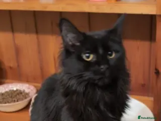 Maine Coon cats Mini Maine Coon x - Advert 1